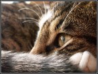 Fissa lo sguardo del tuo gatto; e poi osa affermare che l'animale non ha un'anima