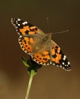 Vanessa cardui per LUCIANO