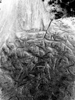 Radici che riaffiorano dalla terra per creare un nido suggestivo.