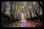 La natura entra nel sogno