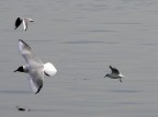 liberi sul mare invernale