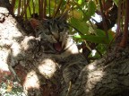 Gatto sull'albero