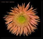 Spettinata Spettinata