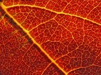 Magma Vitale