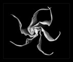 Forme in b/n