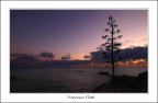 Agave