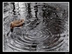 Vortice