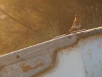 ...Little Bird...