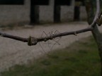 ...spider...