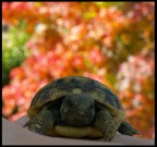 The Turtle