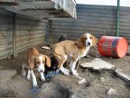 Cani da caccia scheletrici, affamati e tremanti: la crudelt umana
Austis (NU)
04/11/2007 h. 15.30
Canon Powershot A540