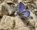 Polyommatus amandus