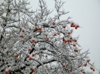 nevicava e gironzolando ho visto....