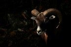 Dall'ombra del bosco......