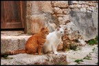 Due Sguardi Attenti