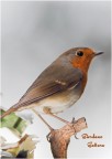 Robin fly