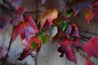 Commenti e critiche sempre ben accetti...

P.S. Secondo voi  migliore questa o "Autunno che avanza (originale)" che trovate nel mio album?