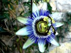 Passiflora