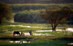 Scenme di vita sul Nilo 2 3 vers