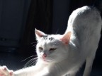 Gatto al risveglio