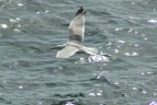 Gabbiano in volo