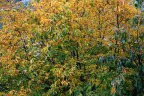Autunno pieno