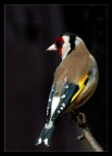cardellino