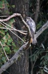 Sparviere Maschio in natura