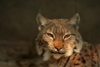 Lince pardina.
