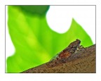 La natura intorno la mia casa.
