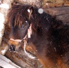 pony nella neve pony nella neve