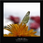 BUTTERFLY........