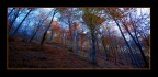 bosco d'autunno 3