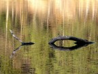 Lochness