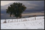 quercia solitaria