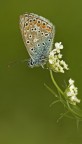 Licenide