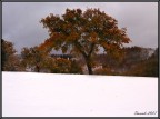 rossi sulla neve
