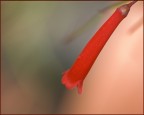 il dietro con fiore