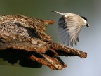 In volo...