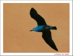 In Volo