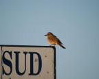 La ricerca della strada