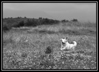 la mia cagnolina che corre felice e spensierata al lago di Canterno nella Ciociaria.
Ogni consiglio e critica  sempre gradito.