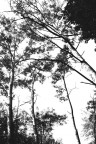 alberi