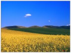 ....campi colorati....