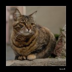 Occhi di gatto