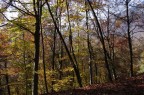 Nel bosco
