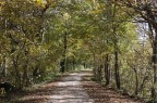 La strada ne bosco