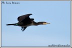 in volo 5