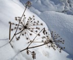 esplosioni sulla neve...