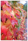 Autumn leaves  2